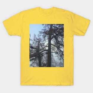 Shadowed Trees Photography My T-Shirt